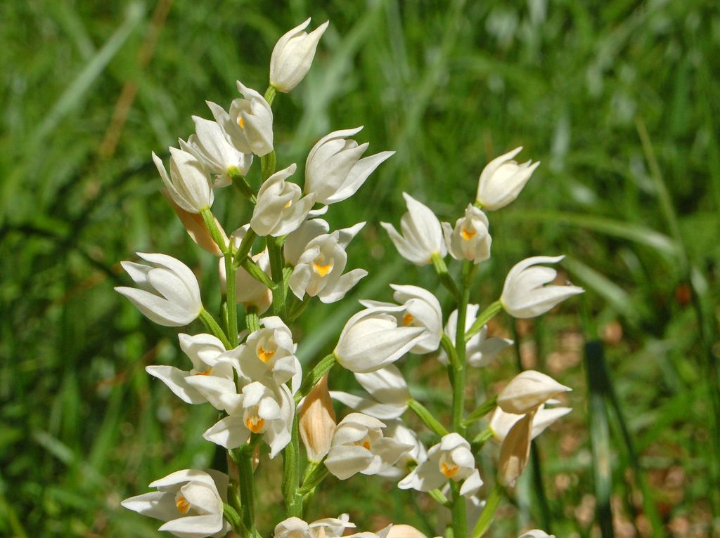 Cephalanthera longifolia / Cefalantera maggiore